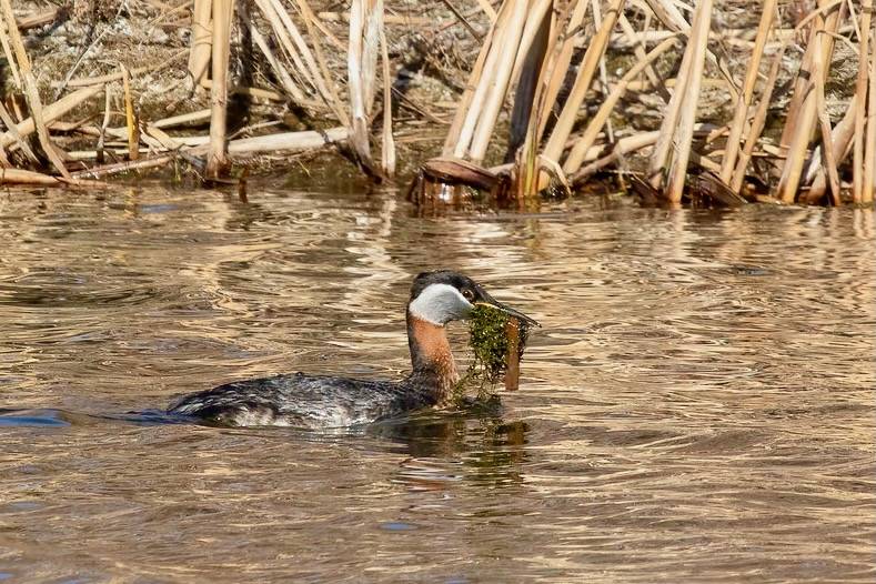 Red-necked grebe nest building by octothorpe enthusiast is licensed under CC BY-NC-SA 2.0.